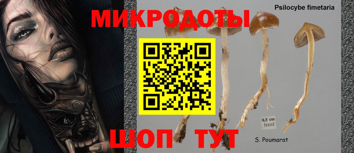 Галлюциногенные грибы Psilocybe  Ревда 